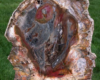 GLASSY & GORGEOUS 10"+ Madagascar Petrified Wood Round - Classic Gem Wood!!