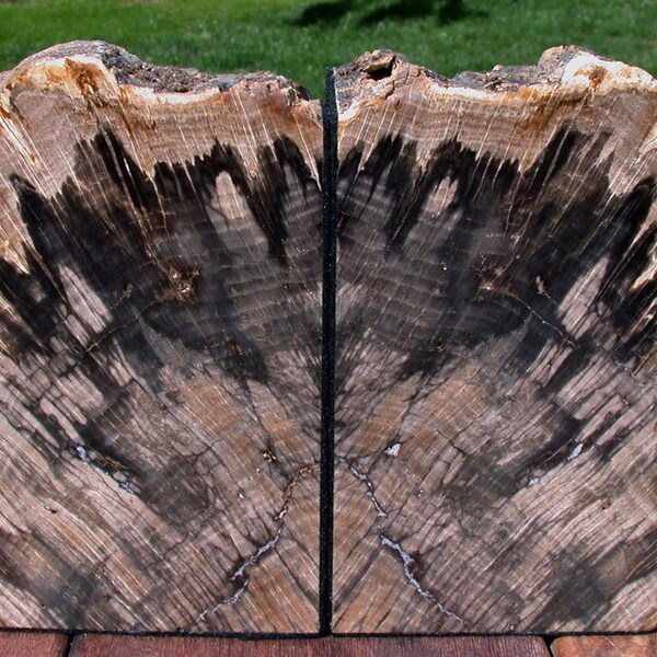 Petrified Wood Bookends - STUNNING 9 lb. Stinking Water Oak!
