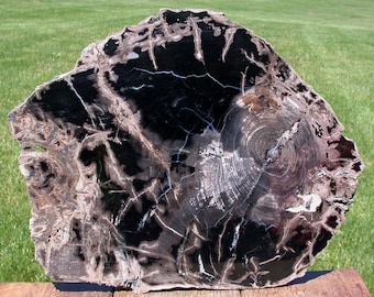 FASCINATING DOUBLE HEARTED 14"+ Fossil Hardwood Slab - Sweet Home Oregon Petrified Wood Round!
