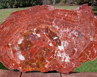 200 Million Year Old 17"+ Arizona RAINBOW HEART Petrified Wood Round!