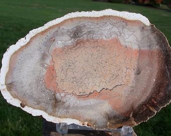 Orange, Black and White Petrified Tree Fern from Brazil - PORCELAIN POLISH!