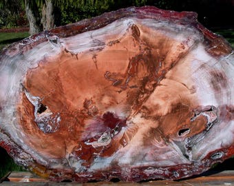 LEUCHTENDE KUTTER-FARBE 34 "x 20" versteinertes Holz Wand-Kunst-Platte - wirklich erstaunliche Stein-Platte!