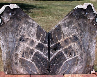 Petrified Wood Bookends - MASSIVE 24 lb. Fossil Deschutes Oak - STUNNING Set!