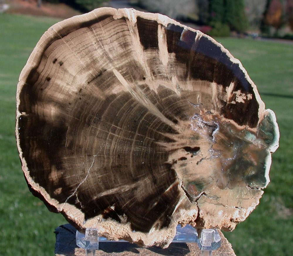 GREAT STARBURST WOODWORTHIA - Spectacular 4" African Petrified Wood Round!