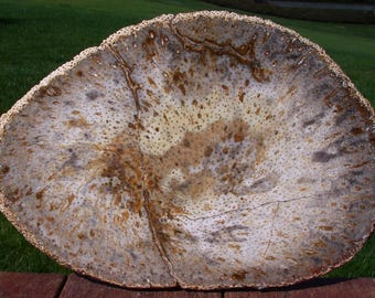 INCREDIBLE SPECKLED MASTERPIECE 13" Burmese Petrified Palm Wood Slab - Fossil Palmoxylon from Myanmar!