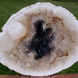 GORGEOUS BLUE LIGHTNING 16&quot; Petrified Palm Wood Specimen Slab - Fossil Palmoxylon from Sumatra!