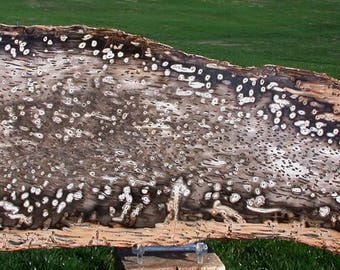 22" RIP CUT Burmese Petrified Palm Wood - Fossil Palmoxylon from Myanmar!