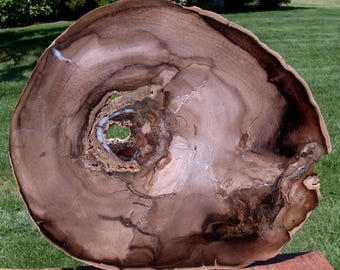 INCREDIBLE 13" Fossil WINGED ELM Petrified Wood Round - McDermitt, Oregon!