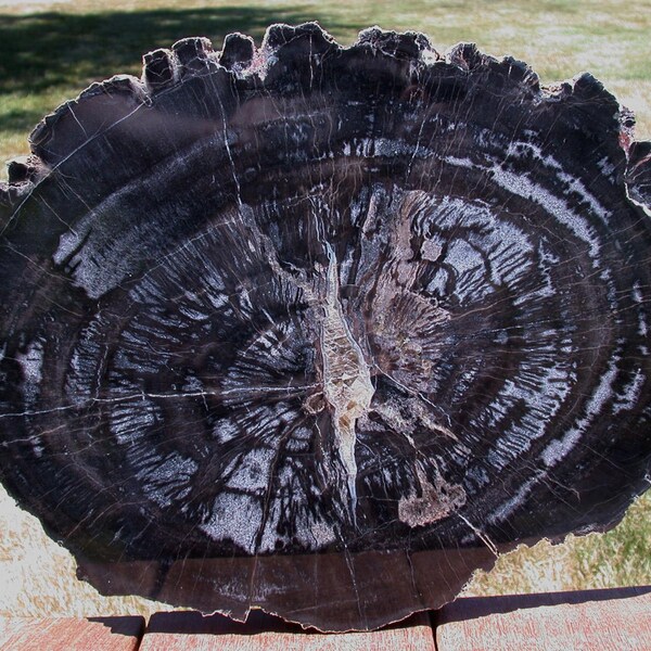 14" Chinle BLACK FOREST Petrified Wood Round - Arizona Pullisilvaxylon!