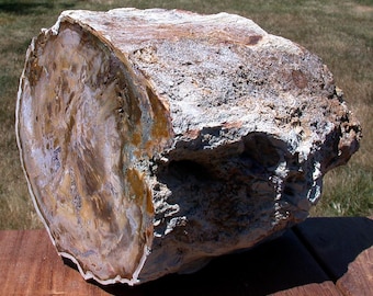 PERFECT Araucaria 28+ lb. Madagascar Petrified Wood Log - TRULY INCREDIBLE Fossil Art!