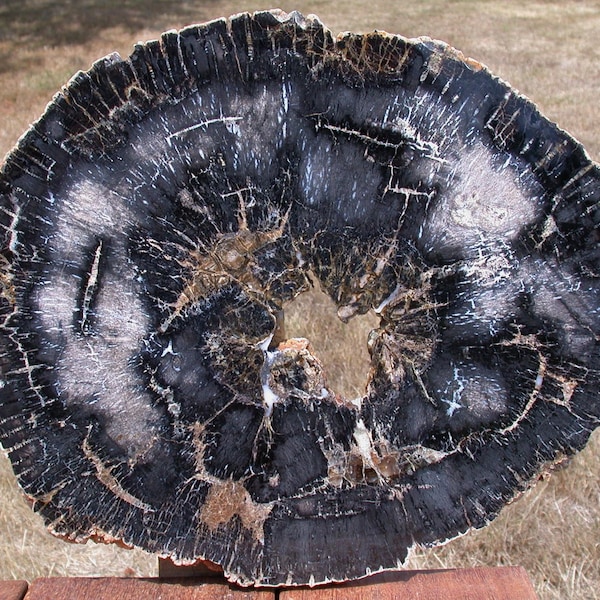 EXOTIC BLACK 15" Swartz Canyon Petrified Tanoak Round - Very RARE Oregon Fossil Wood!