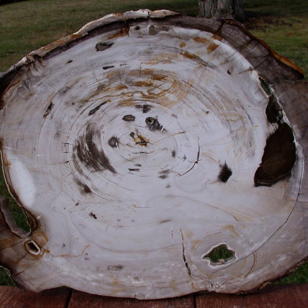 HUGE & IMMACULATE 17" Yakima Valley Petrified Wood Round - Fossil BASSWOOD!