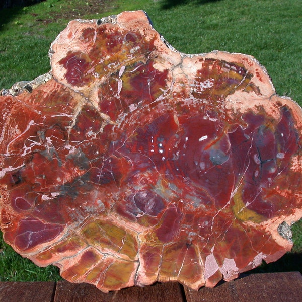 SPECTACULAR COLOR EXPLOSION 14" Arizona Petrified Wood Conifer Round Fossil Art!