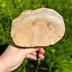 LARGE Petrified Wood Slabs, Single Pieces - High Quality Precious Stone, Petrified wood, Crystal with stand