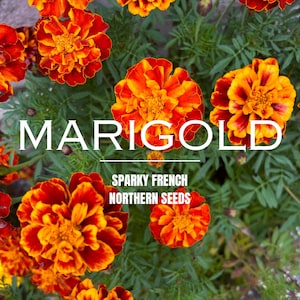 Può includere: Primo piano di fiori di calendula arancioni e rossi con fogliame verde. Il testo "Sparky French Northern Seeds" è visibile nell'immagine.