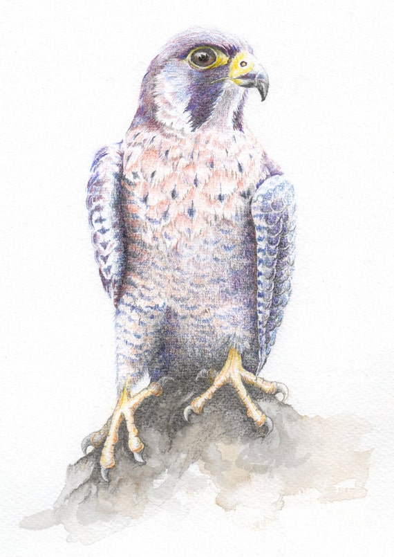 Falco Pellegrino Stampa Da Un Disegno Originale