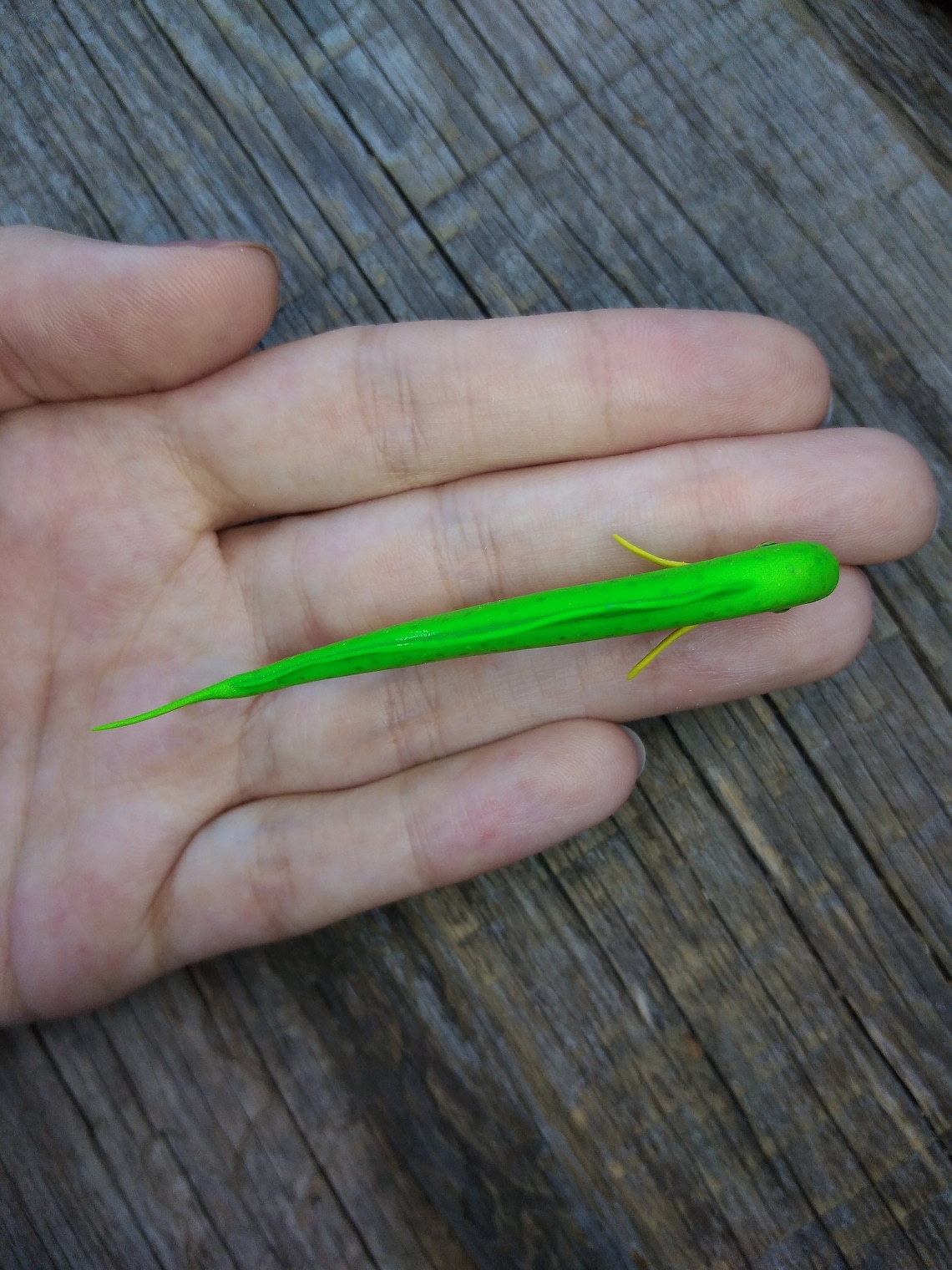 Miniature MahiMahi fish tiny fish scale 1/12 Etsy