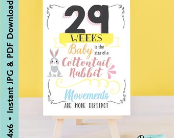 Könnte beinhalten: Ein rechteckiges Schild mit dem Text 29 WEEKS, Baby is the size of a Cottontail Rabbit und MOVEMENTS ARE MORE DISTINCT. Das Design enthält eine graue Kaninchenillustration, ein gelbes Banner und schwarze Verzierungen auf weißem Grund.