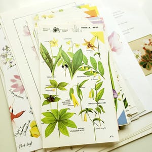 Vintage Botanical Book Pages, Florals, Watercolor Florals, Fussy Cut Flowers, Junk Journal, Pretty Flowers, Butterflies, Birds, Nature