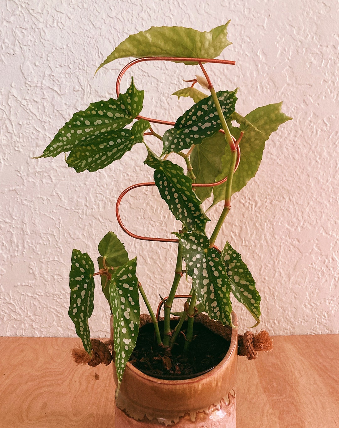 Wavy Plant Stake, Copper Plant Trellis, Minimalist Plant Stake, Minimal