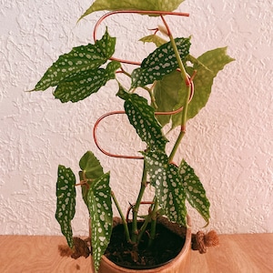 Wavy plant stake, copper plant trellis, minimalist plant stake, simple plant stake, cute plant support, philodenderon stake, begonia support