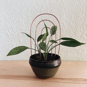 Rainbow plant stake, arch plant trellis, copper plant stake, minimalist plant stake, maximalist trellis,hoya trellis, Climbing plant support