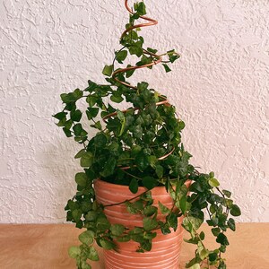 May include: A green leafy plant growing up a copper wire spiral, potted in a terracotta pot with a striped pattern.