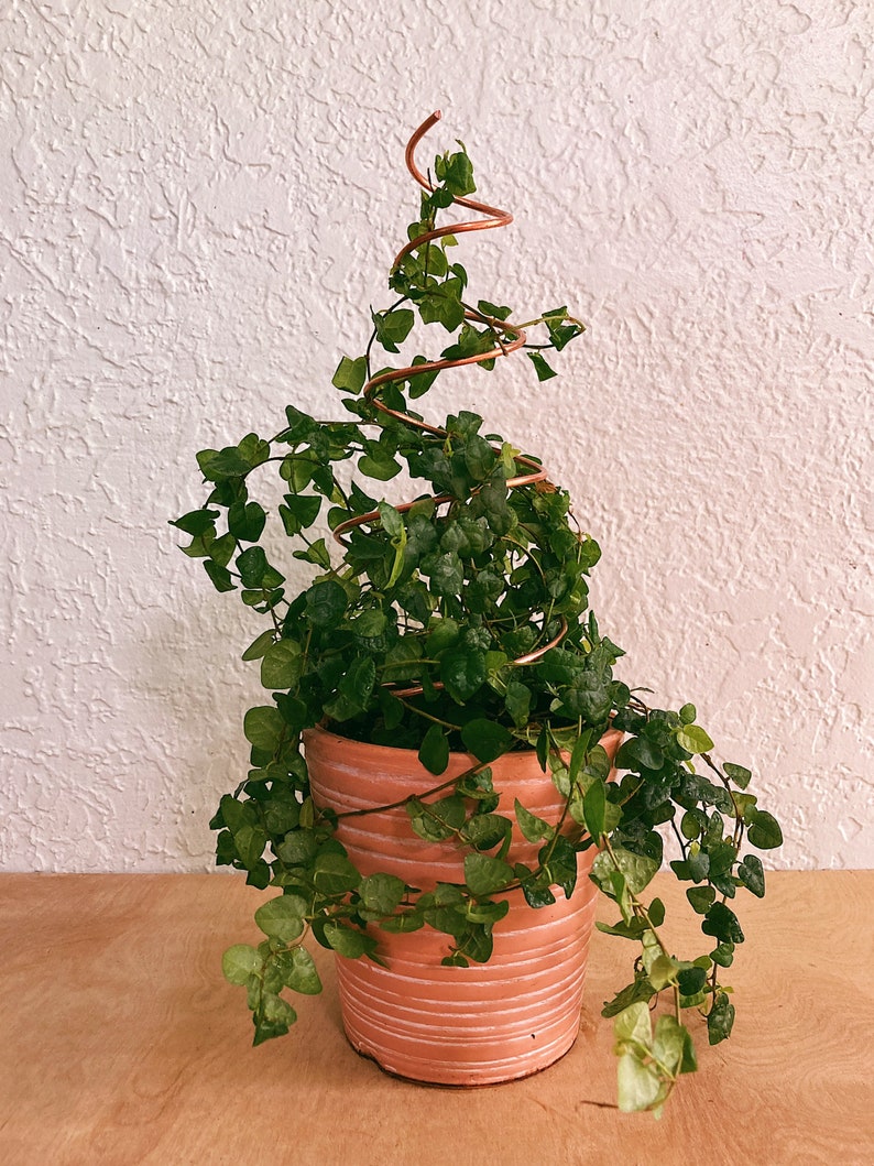 May include: A green leafy plant growing up a copper wire spiral, potted in a terracotta pot with a striped pattern.