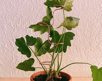 Abstract BUMP indoor plant support, upcycled copper plant stake, small plant support