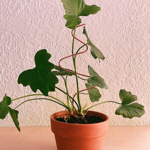 May include: A green houseplant with large leaves growing up a spiral metal trellis in a terracotta pot.