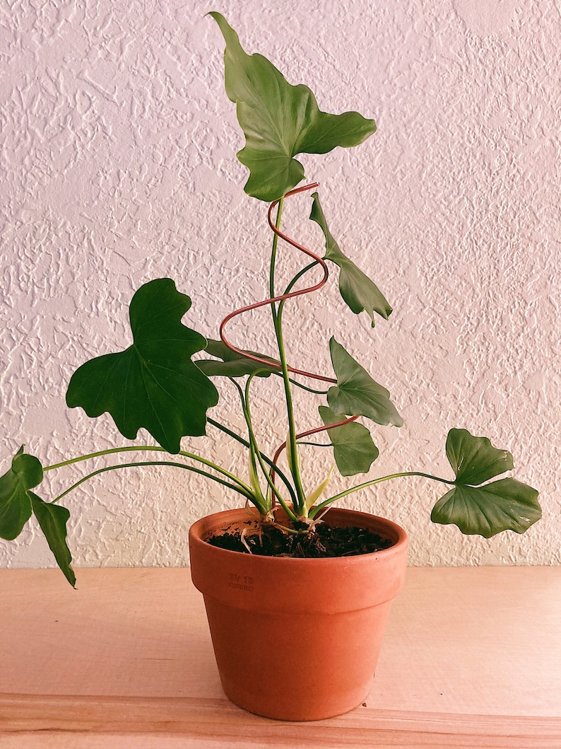 May include: A green houseplant with large leaves growing up a spiral metal trellis in a terracotta pot.