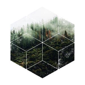 May include: A digitally manipulated image of a forest scene, presented in a geometric cube shape. The forest is a vibrant green with tall trees and a misty atmosphere. The cube is outlined in white, creating a modern art aesthetic.