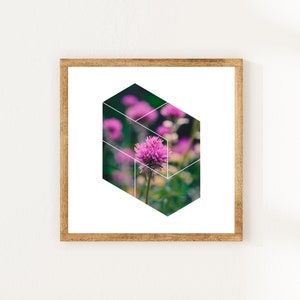 amaranth flower geometric, nature photo, botanical wall art, minimalist poster, scandinavian artwork, wildflower photo, pink