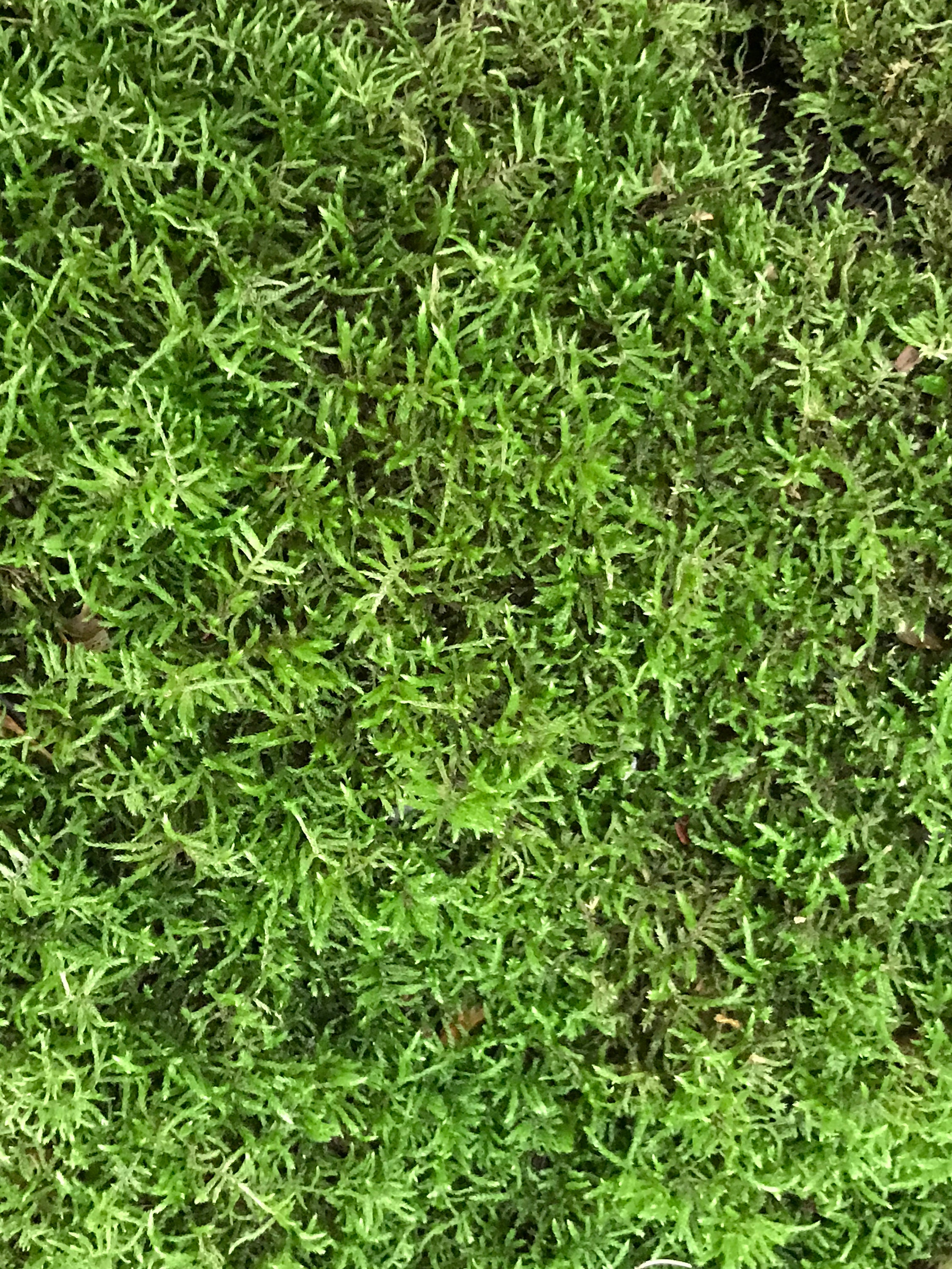 Moss live sheet moss 64 square inches 8 x 8 inches Etsy