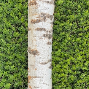 May include: A close-up of a white birch log with a natural bark texture. The log is lying on a bed of green foliage.