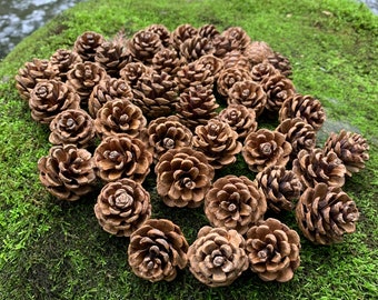 Piñas, más pequeñas, pino rojo, 50 unidades, hermosas piñas marrones, NO desgastadas ni grises