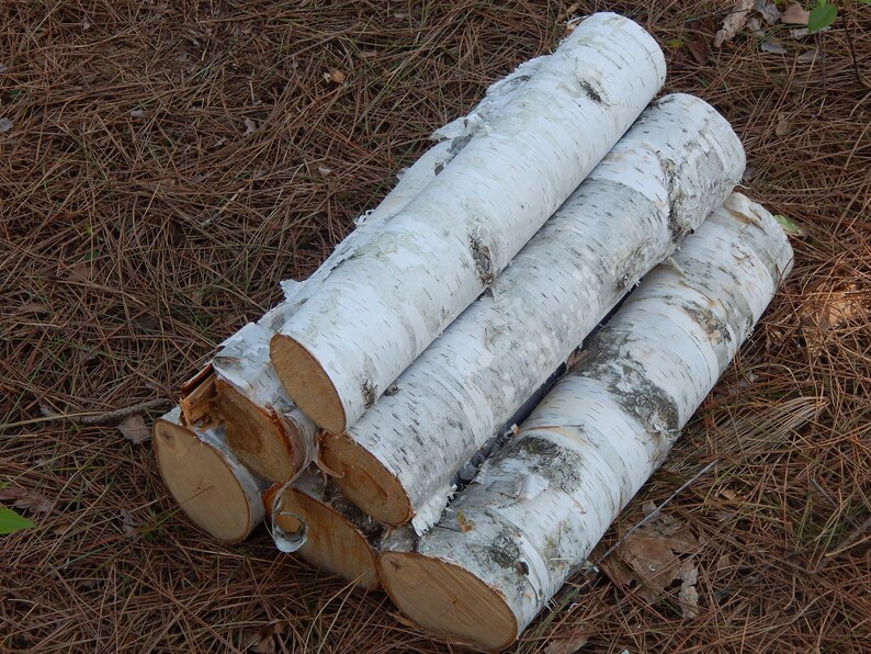 Weiße Birke Holzstämme 6 zählen 16 Zoll lang und zwischen 3 | Etsy