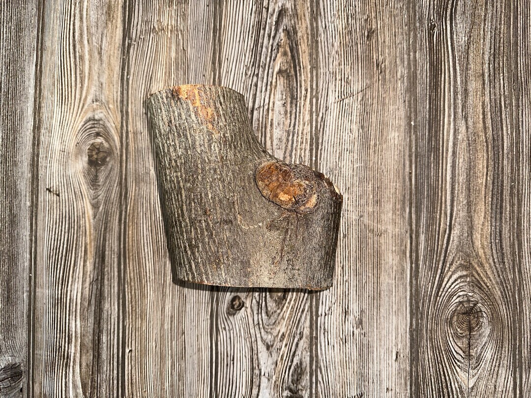 Hickory Burl Log, 7 Inches Long by 5.5 Inches Wide and 4 Inches Tall - Etsy