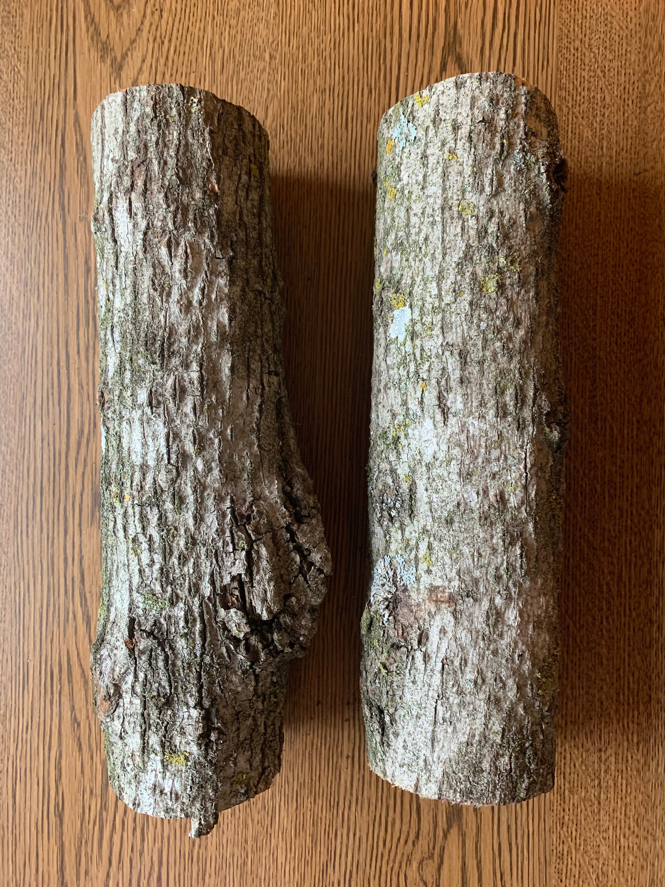 Basswood Logs Two Count Each is About 12 Inches Long and Etsy Denmark