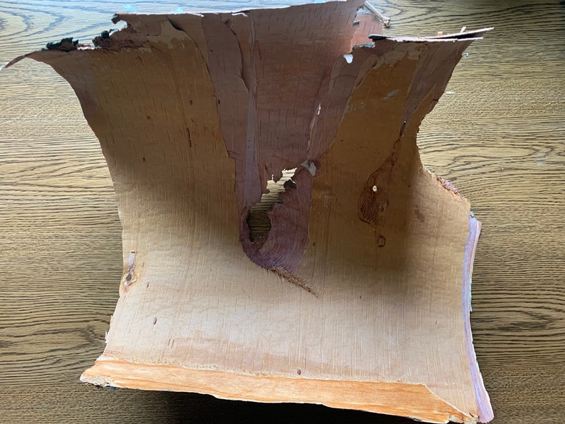 White Birch Bark Semi-Round Approximately 18 inches x 17 