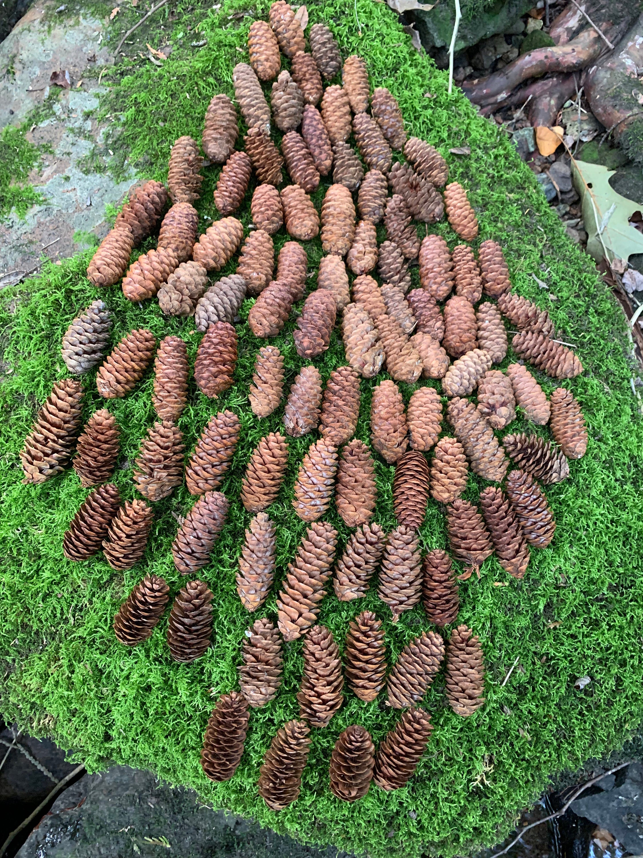 Pine Cones 75, Bulk, Natural/untreated, Sanitized, Canada