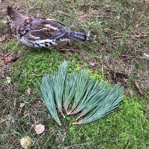 Puede incluir: Un p&aacute;jaro marr&oacute;n y blanco con una cola larga se para en un lecho de hierba verde y musgo. Un manojo de agujas de pino verdes se encuentra frente al p&aacute;jaro.