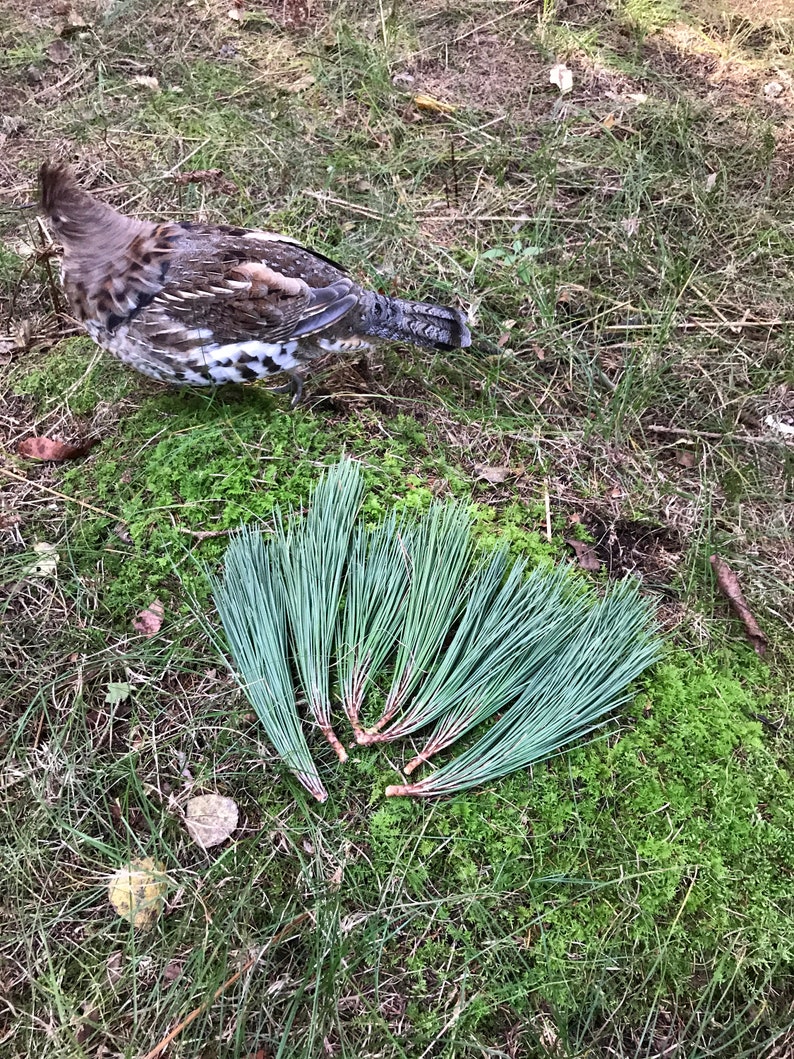 Puede incluir: Un p&aacute;jaro marr&oacute;n y blanco con una cola larga se para en un lecho de hierba verde y musgo. Un manojo de agujas de pino verdes se encuentra frente al p&aacute;jaro.