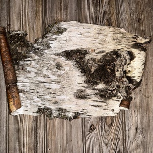 May include: A piece of birch bark with a natural, rustic texture. The bark is light brown and white with a dark brown center. The bark is rolled up on one side, creating a scroll-like effect. The bark is lying on a wooden surface.