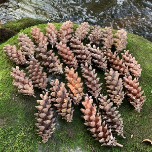 May include: A collection of brown pine cones arranged in a circular pattern on a bed of green moss. The pine cones are various sizes and shapes, with some being more open than others.