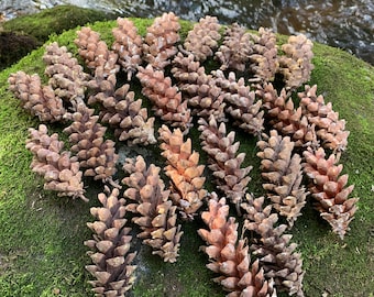 Pine Cones, White Pine, Larger, 50 Count, Beautiful dried cones, NOT weathered