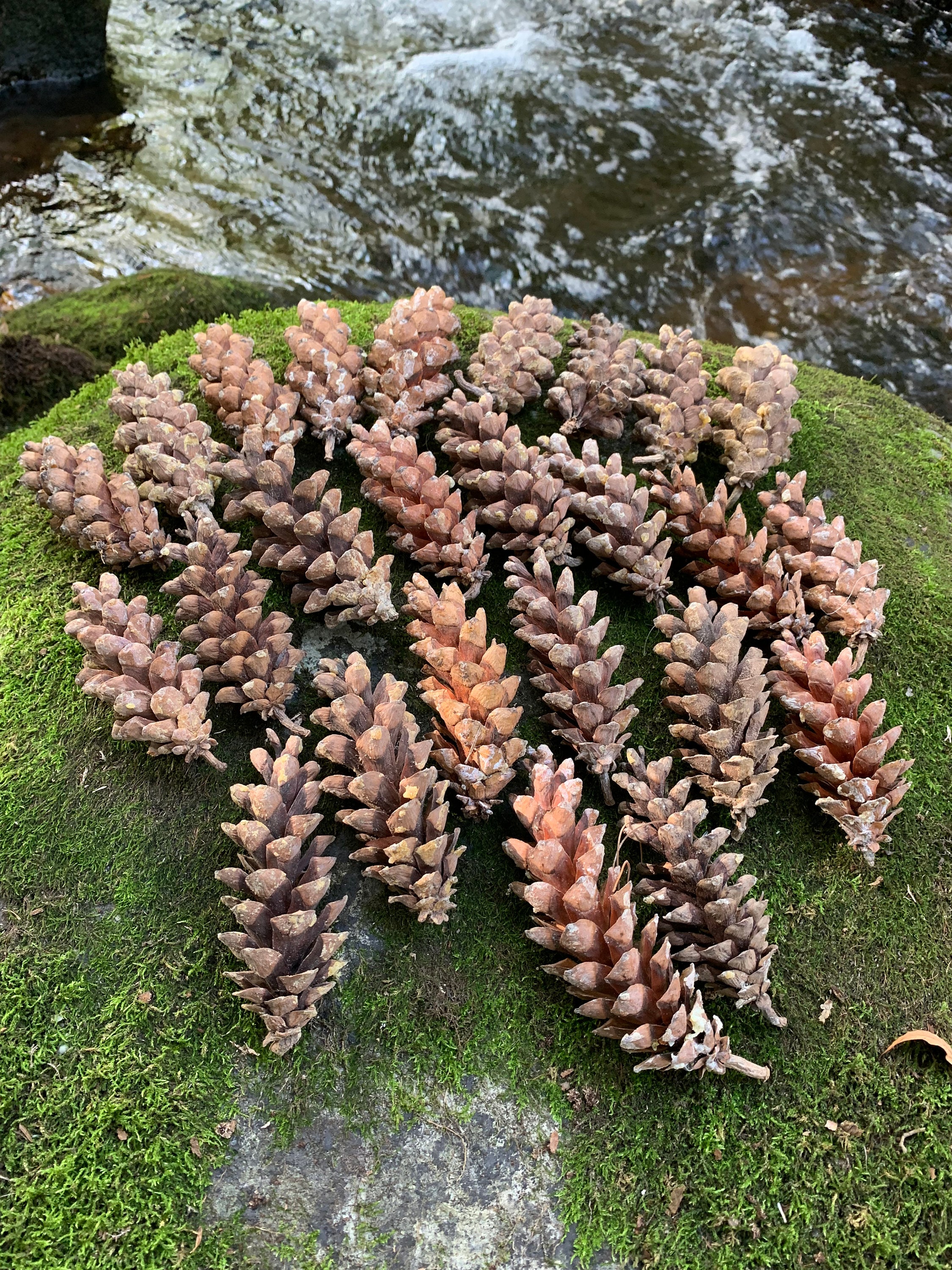 Pine Cones, White Pine, 25 Count 