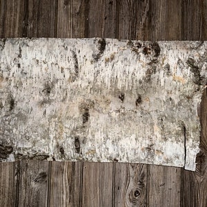 White Birch Bark, Approximately 29 Inches x 16 Inches