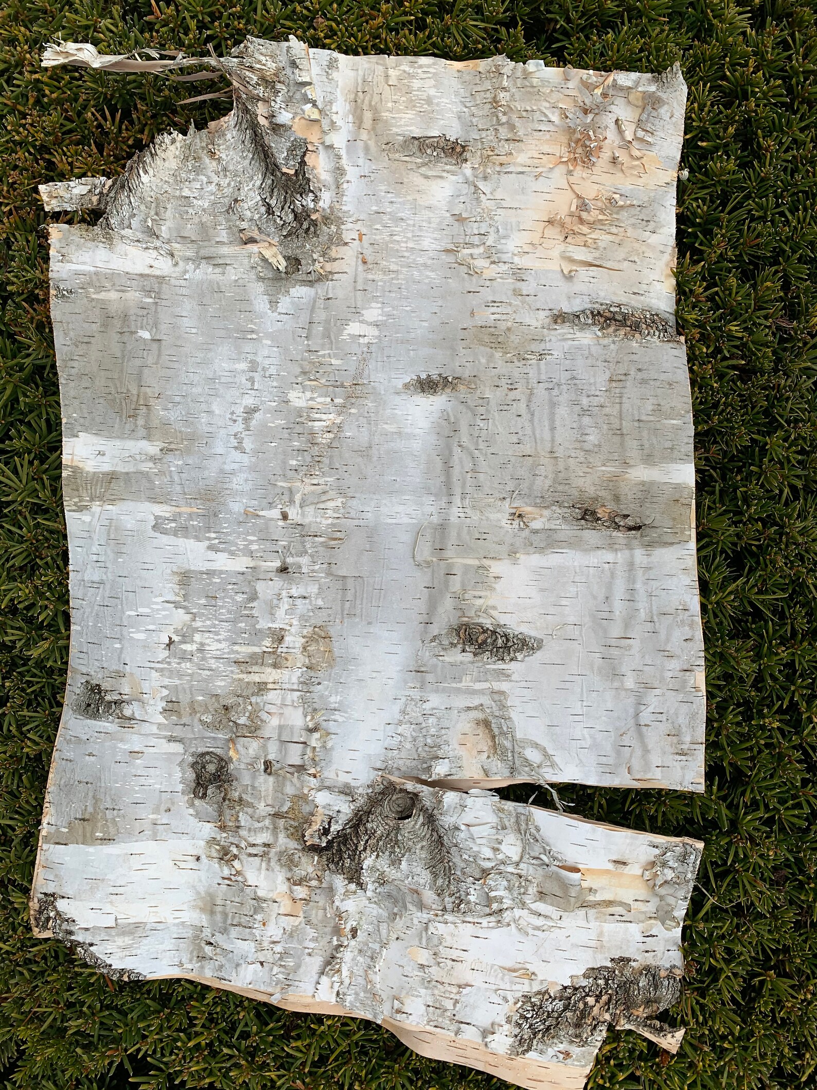 White Birch Bark Sheet Large Size 24 Inches X 16 Inches Etsy