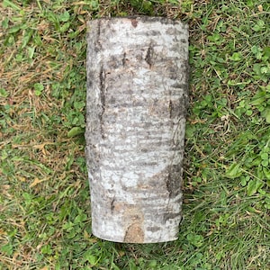 May include: A close-up of a light-colored log with a rough, textured bark surface. The log is lying on a bed of green grass.